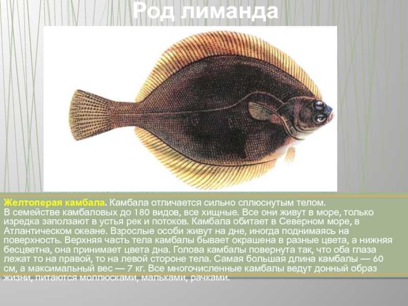 Рыба палтус: общая характеристика