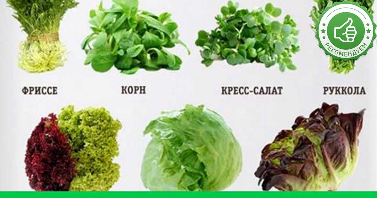 Виды зеленых салатов с фотографиями, названиями, описанием