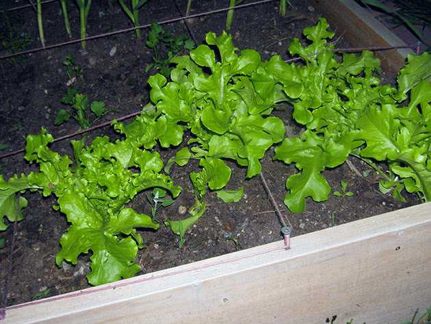 Семена салат кочан. «ромэн»(романо) 0,5 г «агроуспех»