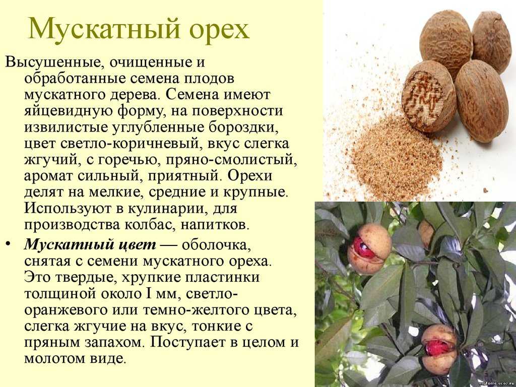 Мускатный орех полезные свойства и противопоказания. лечебные свойства  мускатного ореха для нашего здоровья