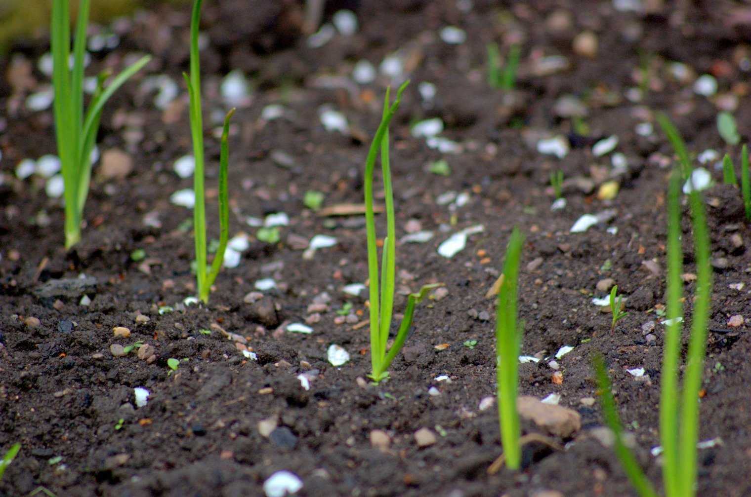 Лук-шнитт выращивание из семян, посадка и уход, фото
