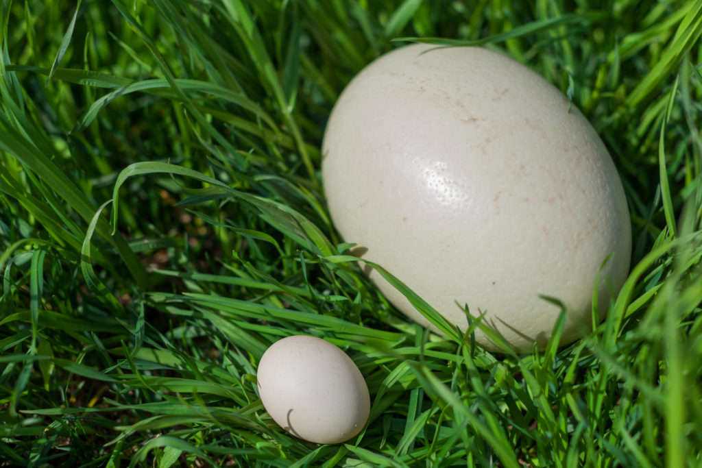 Страусиное яйцо: вес, размер яйца в сантиметрах, как разбить, можно ли есть