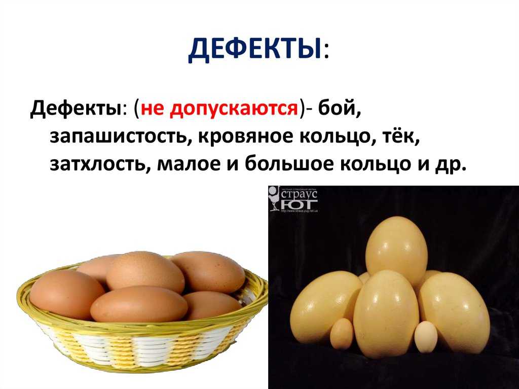 Страусиное яйцо: характеристики и факты. яйценоскость птицы