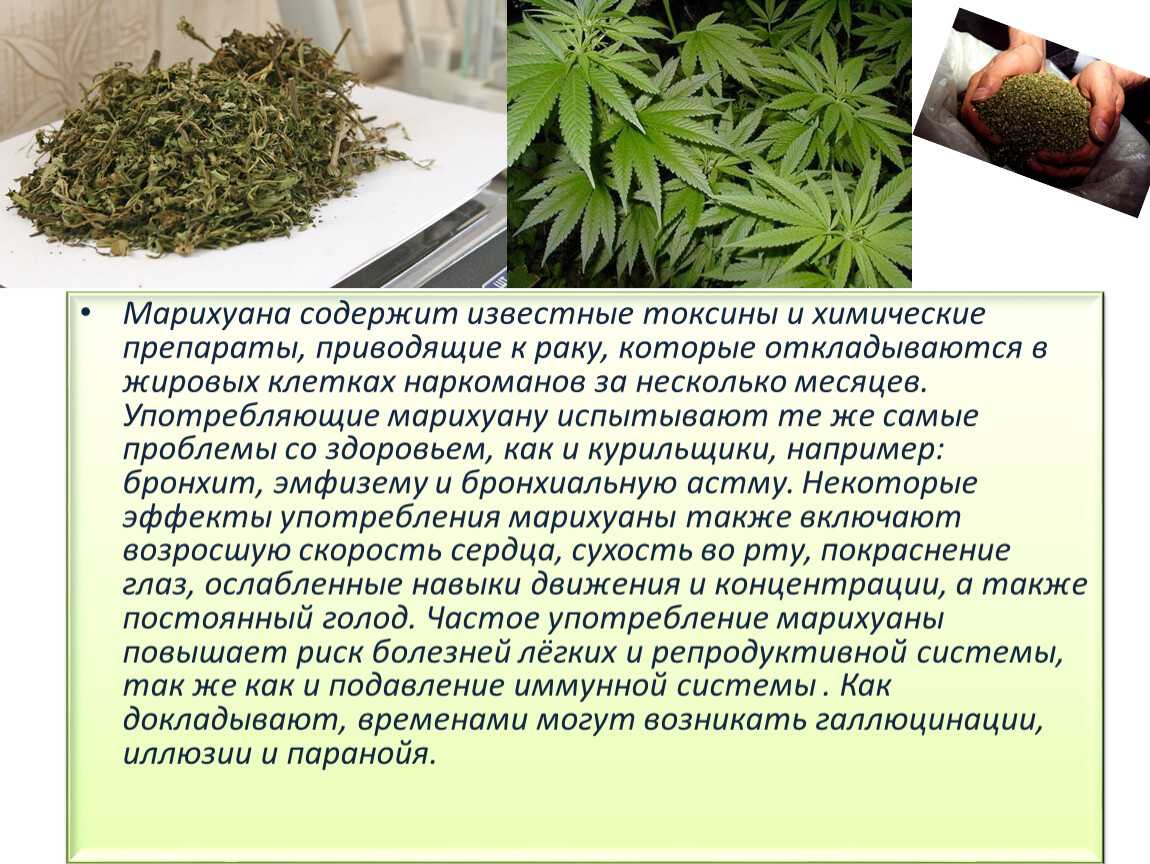 Наркоман о марихуане цветы фирмы партнер
