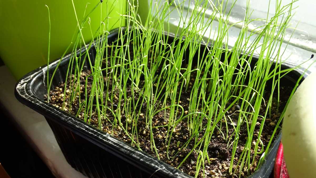 Шнитт-лук: выращивание и уход за растением на участке