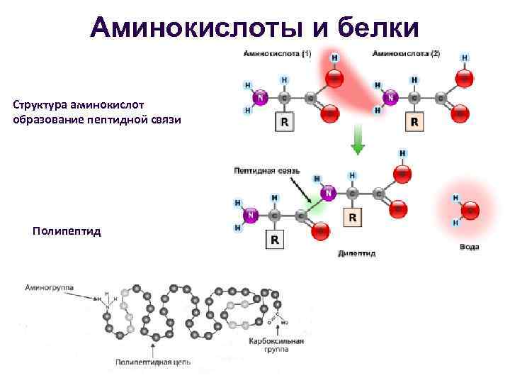 Пул аминокислот в клетке общая схема поступления и расходования аминокислот