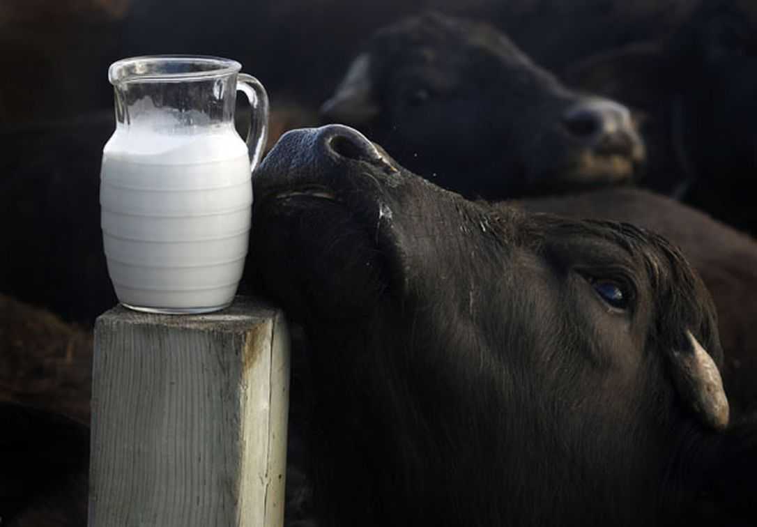 Молоко: калорийность, состав, польза и вред