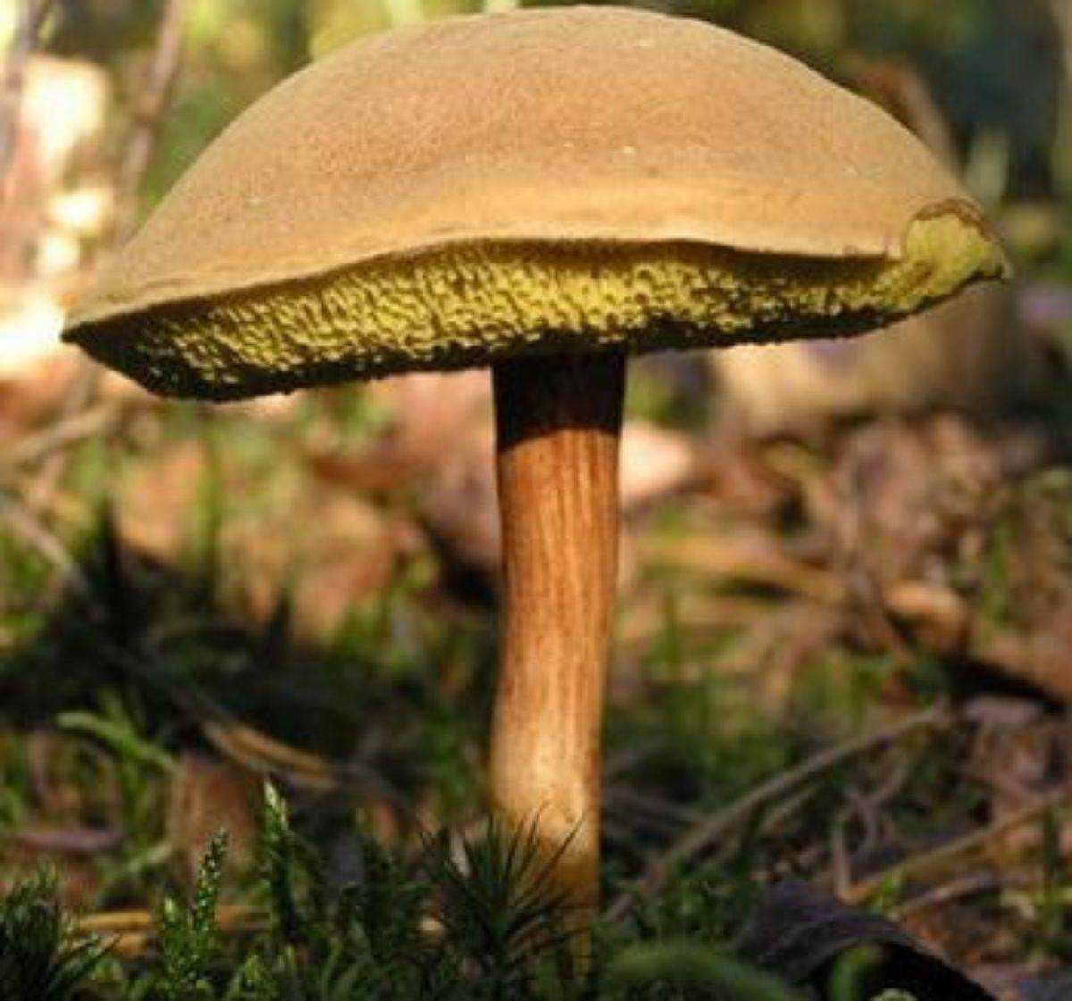 Польский гриб: фото и описание, как отличить от несъедобных, как приготовить