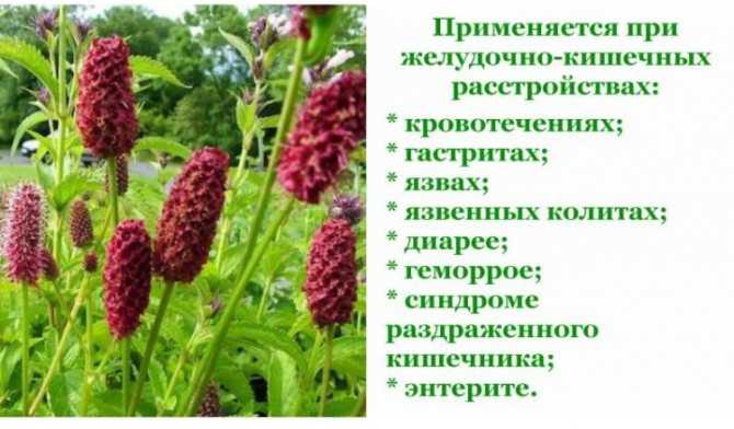 Кровохлебка: описание, выращивание и применение растения