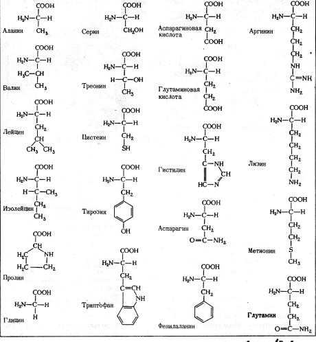 Аминокислоты и пептиды: польза и содержание в продуктах :: инфониак