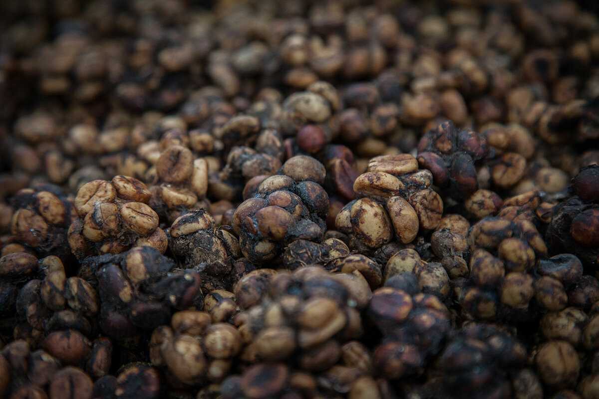 Процесс производства, пищевая ценность и витаминно-минеральный состав копи-лювак Кто такие мусанги и как они делают кофе Преимущества, недостатки и вкус напитка