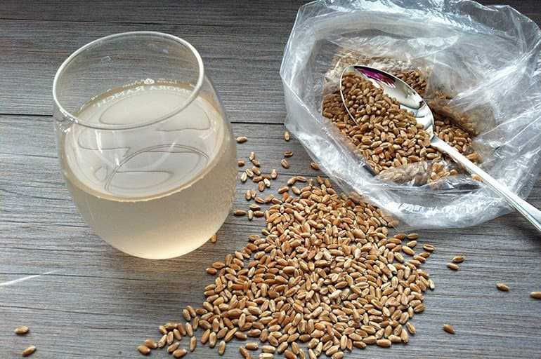 Пророщенная пшеница польза и вред для организма человека