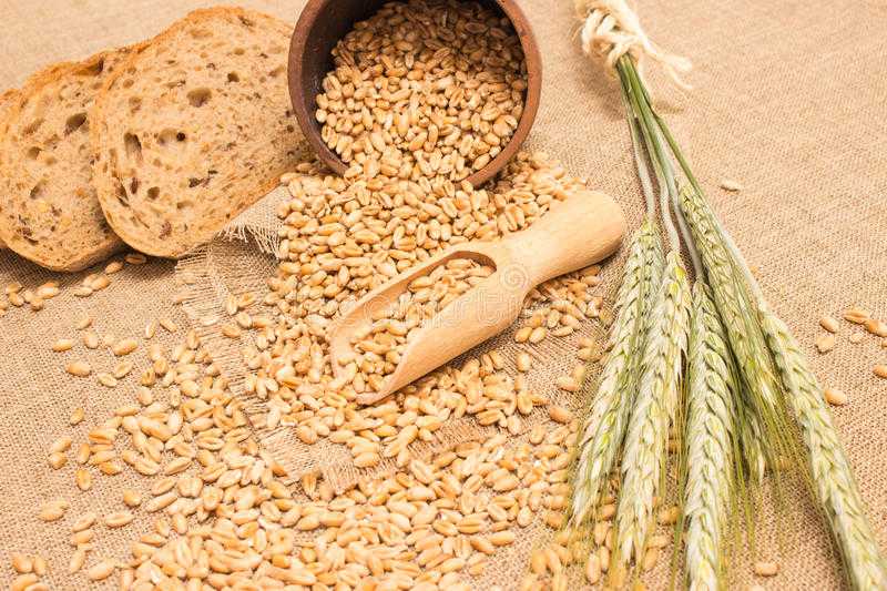 Пшеница: польза и вред зёрен для человека, описание растения и его химический состав
