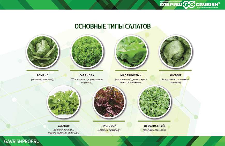 Зеленые овощи: виды, названия, фото и описание. польза зеленых овощей в рационе