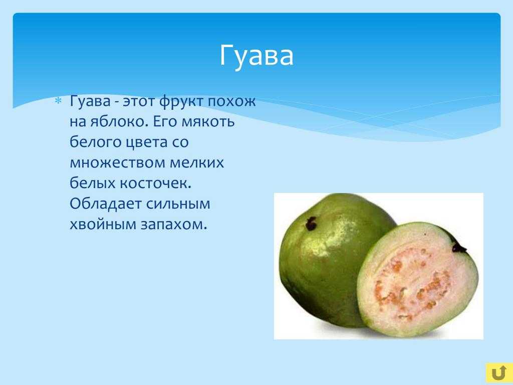 Гуава фрукт фото и описание