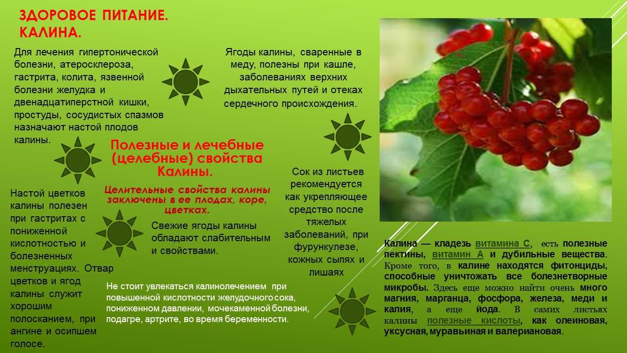 Калина: полезные свойства ягоды | food and health