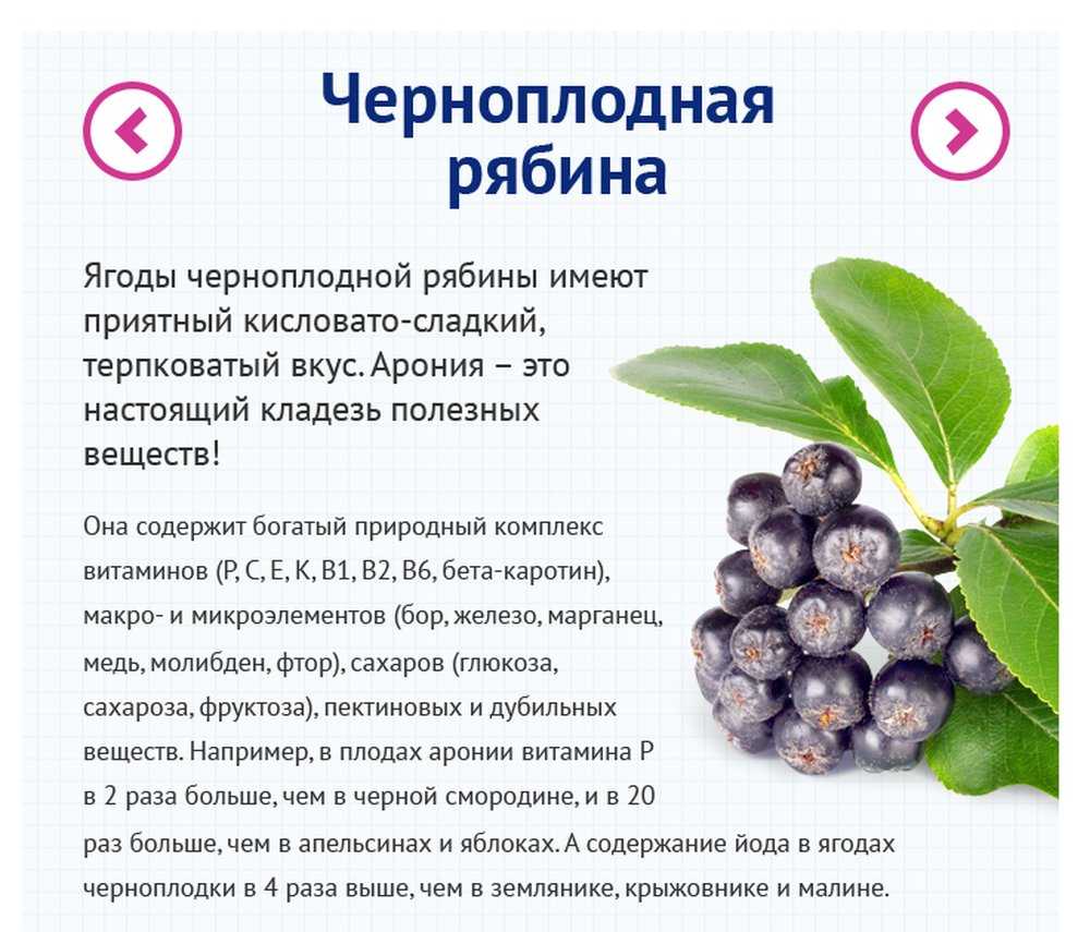Сонник есть ягоды. Черноплодная рябина лечебные свойства. Лечебные свойства ягоды черноплодная рябина. Полезность черноплодной рябины. Полезные свойства черноплодной рябины для человека.