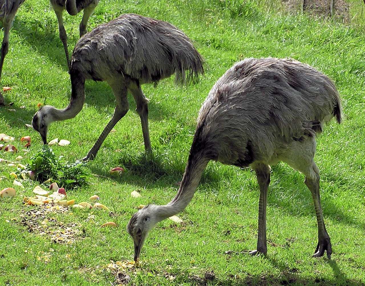 Африканский страус и страус эму – найди 10 отличий