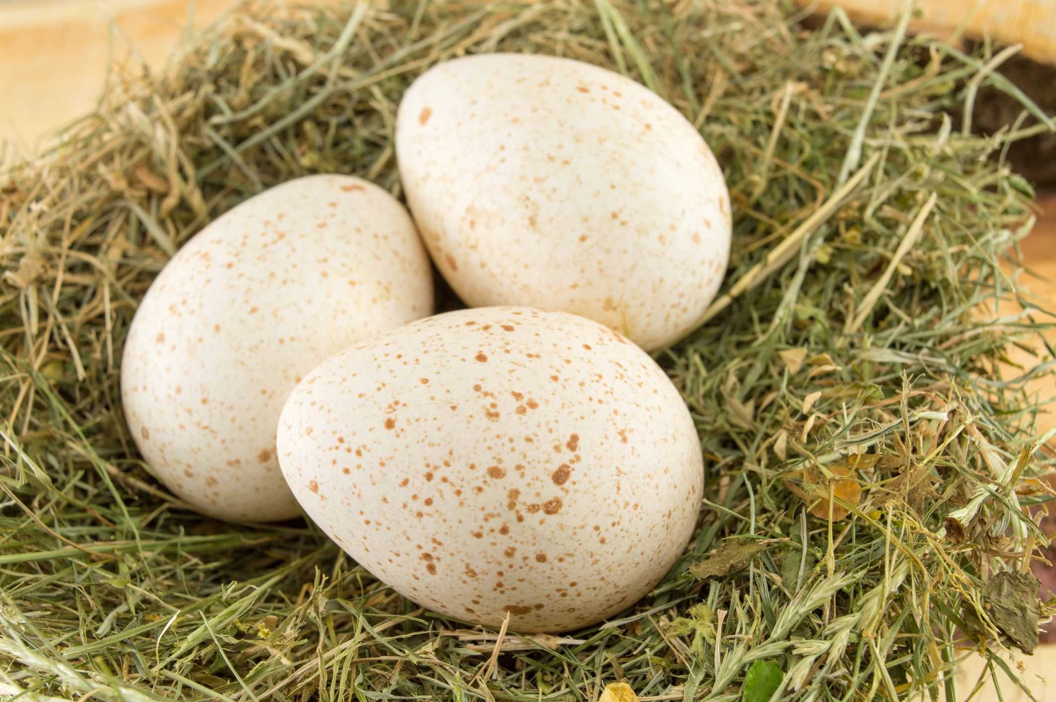 Можно ли использовать индюшиные яйца в пищу и зачем это делать