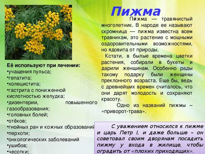 Пижма: лечебные свойства, инструкция по применению цветков и травы