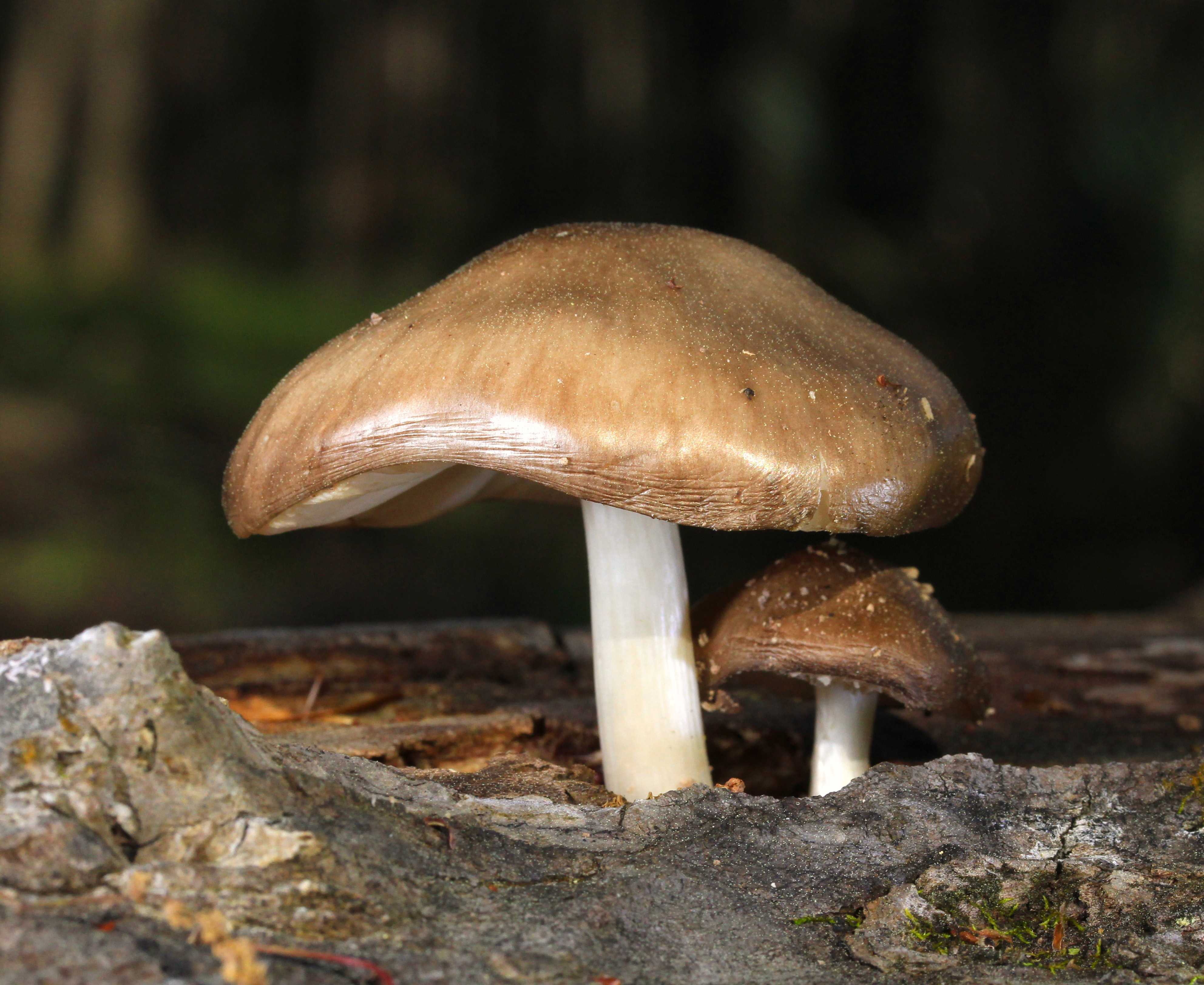 Трубчатые грибы: съедобные и несъедобные
