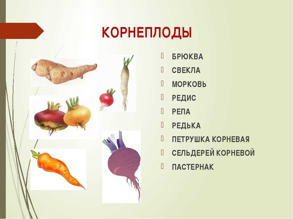 Морковь группа растений. Корнеплоды примеры. Корнеплоды список овощей. Корнеплоды примеры растений. Овощи относящиеся к корнеплодам.