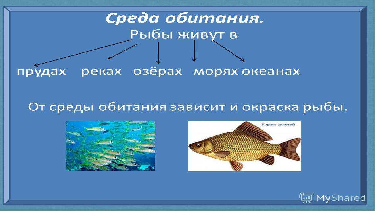 Рыбы 10 класс. Среда обитания рыб. Строение рыбы. Среды жизни рыб. Среда обитания рыб для детей.