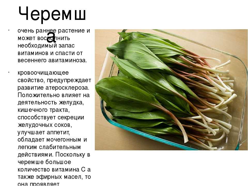 Дикий чеснок (черемша) – фото, полезные свойства и выращивание