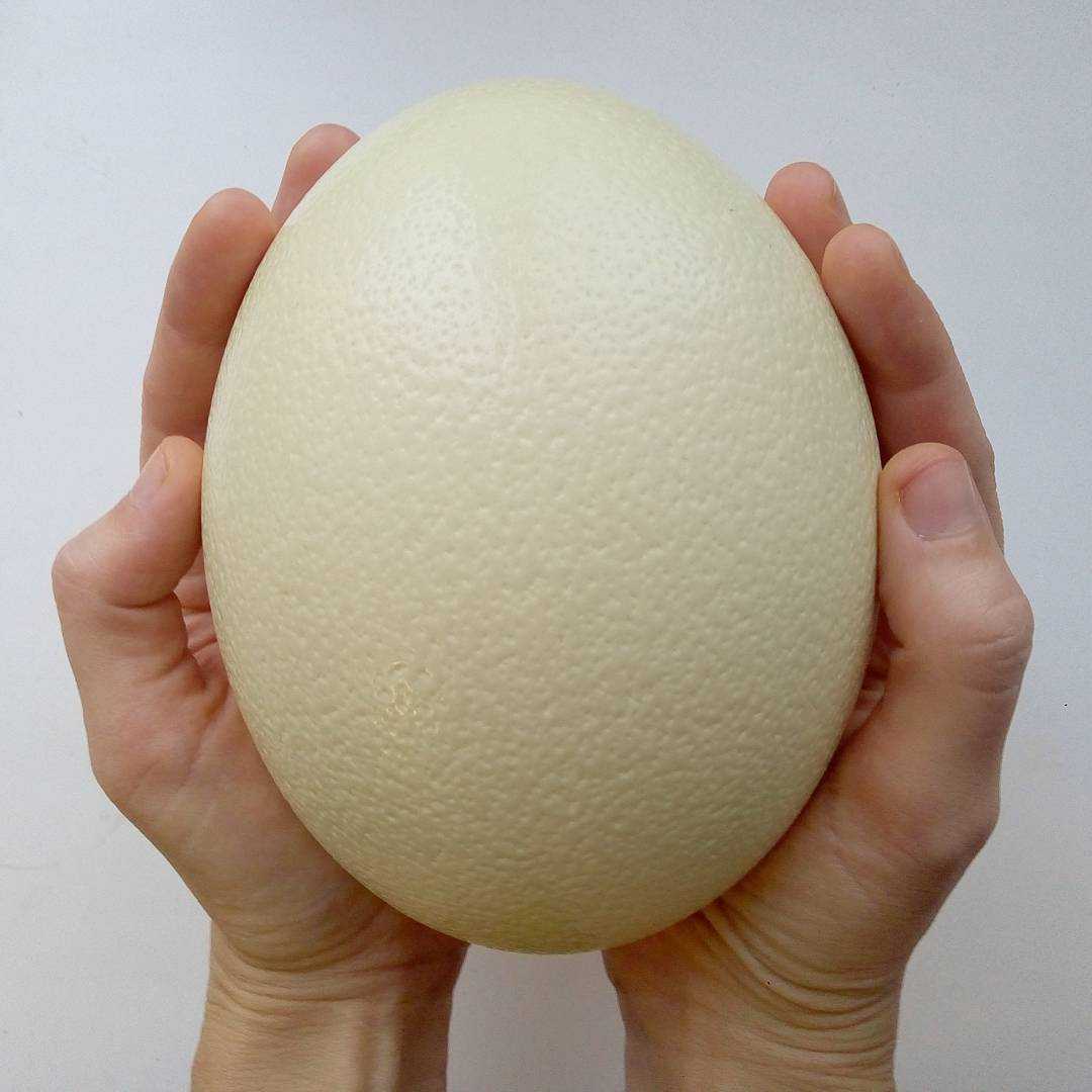 Как приготовить страусиное яйцо: сколько варить вкрутую, что приготовить