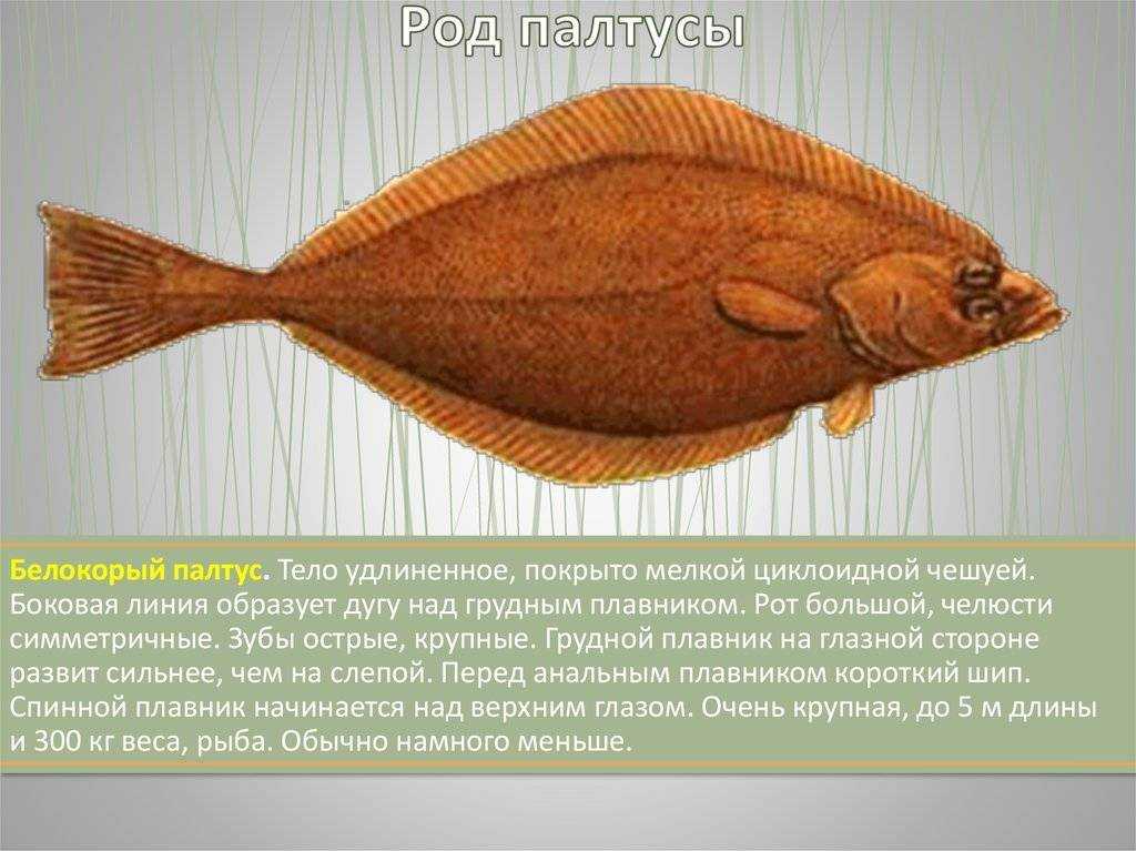 Рыба палтус: описание, польза и возможный вред для организма
