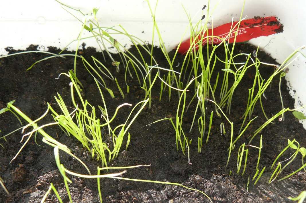 Шнитт-лук: выращивание и уход, в открытом грунте, из семян, посадка осенью под зиму, в домашних условиях, фото