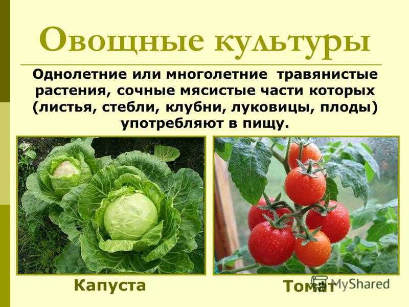 Культурные сорта растений