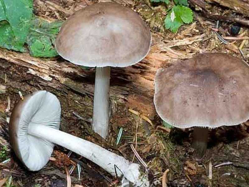 Трубчатые грибы: съедобные и несъедобные :: syl.ru