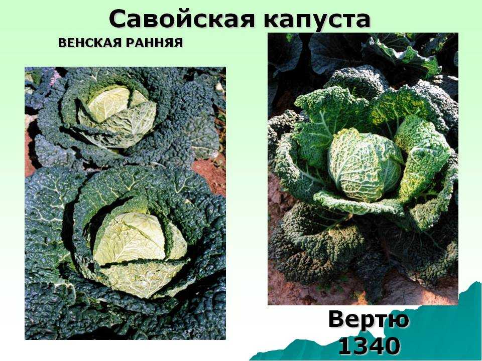 Полезные свойства савойской капусты