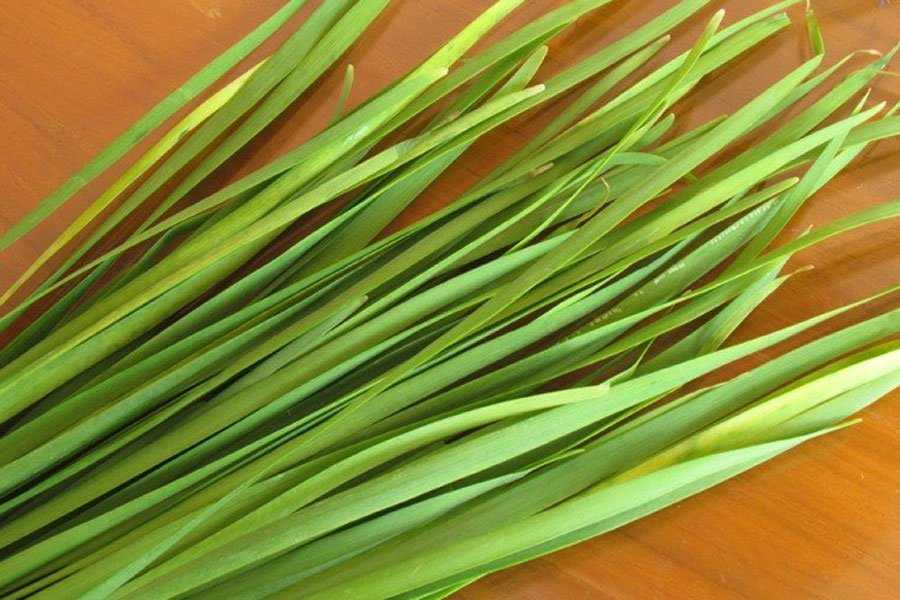 Что такое джусай: свойства, что можно приготовить из чесночной травы, рецепты из дикого лука, названия (душистый, корейский), выращивание из семян