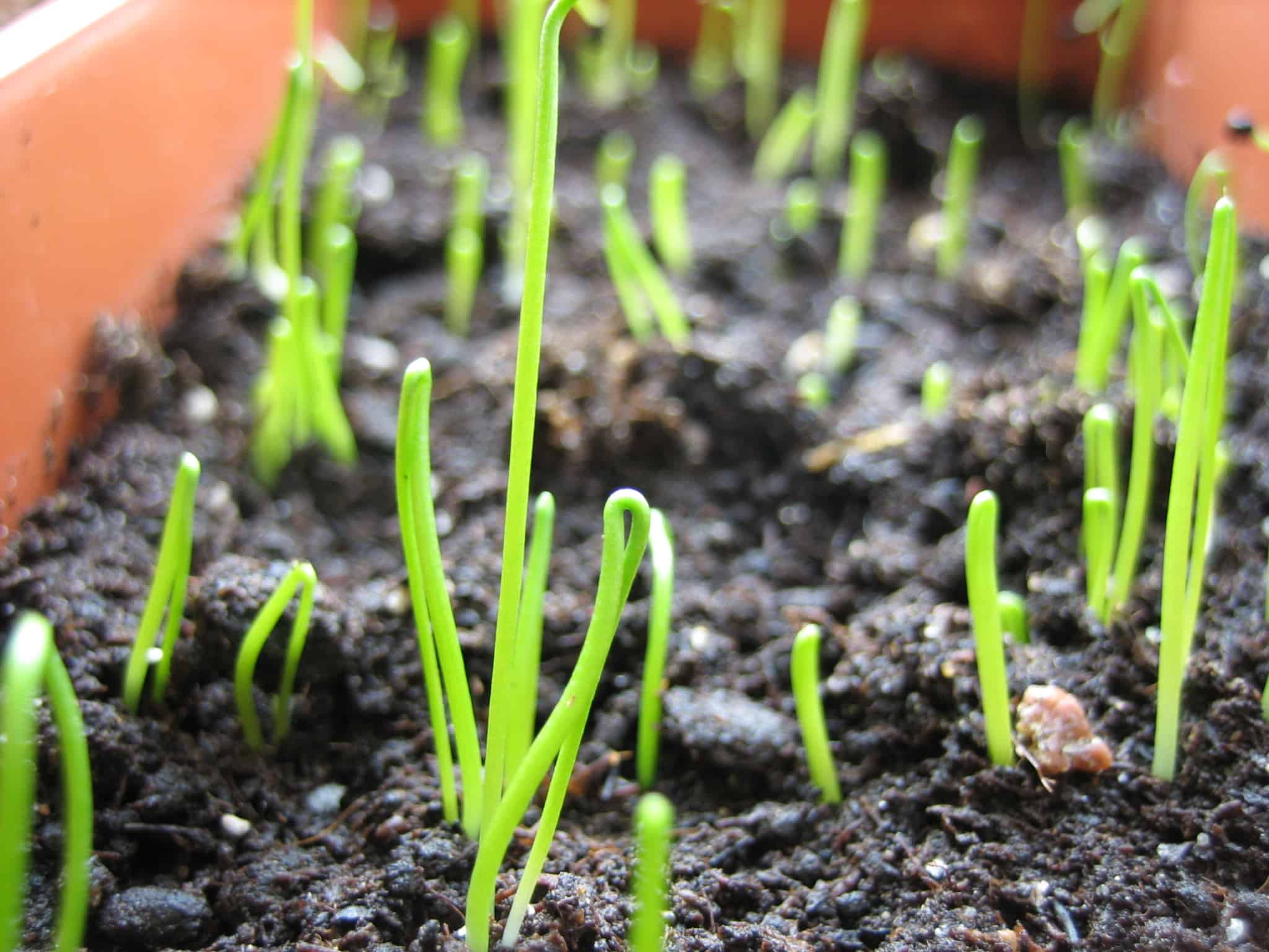Лук шнитт: выращивание на подоконнике из семян и делением
