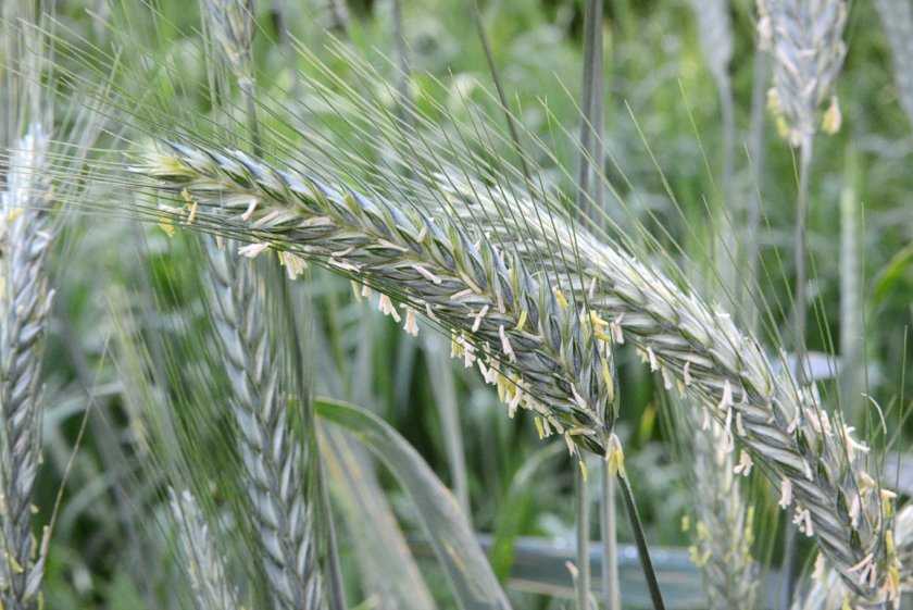 Тритикале: описание и выращивание гибрида ржи и пшеницы