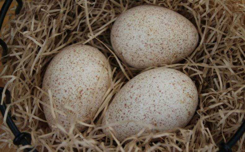 Яйца индюшки: какие несут и в чём их польза