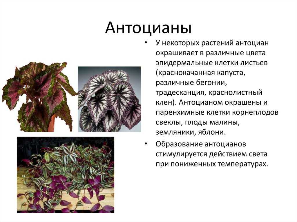 Что такое антоцианы, их роль в организме