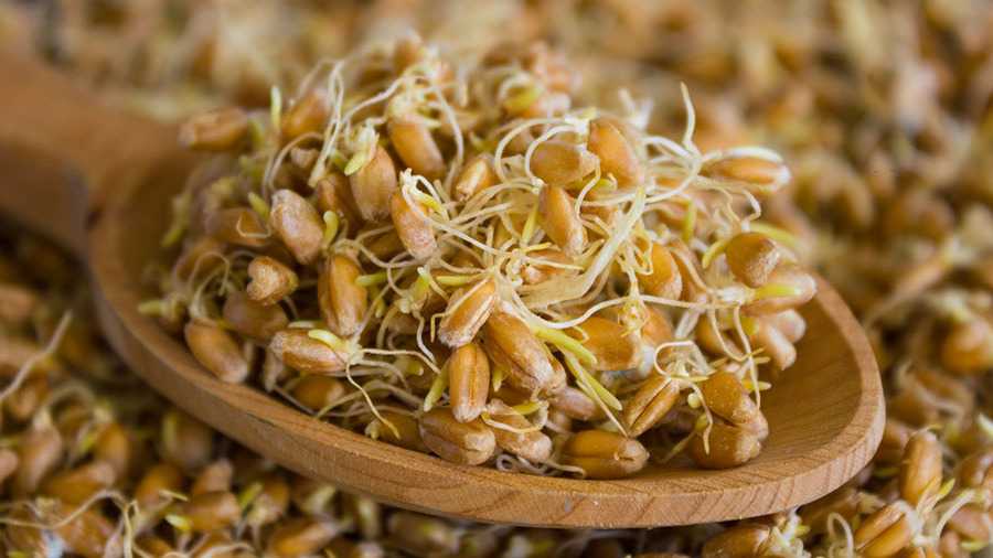Пророщенная пшеница – польза и вред зерна; как прорастить и принимать