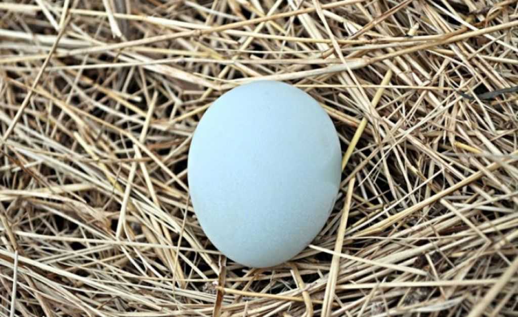 Кура несет мелкие яйца. Яйцо Легбар инкубационное. Куры Легбар яйца. Голубые яйца Легбар. Куры с голубыми яйцами Легбар.