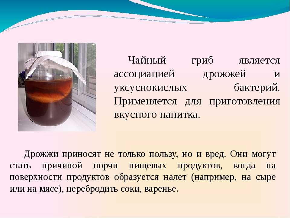Вред и польза чайного гриба для организма человека