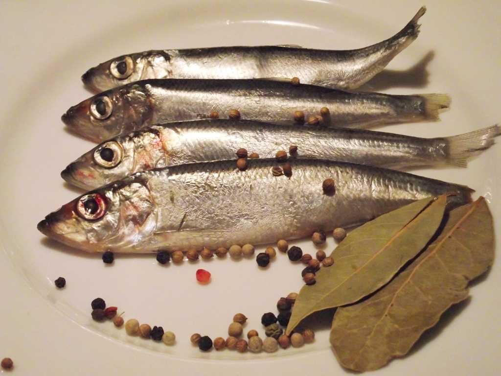 Салака морская или речная рыба — ловись рыбка