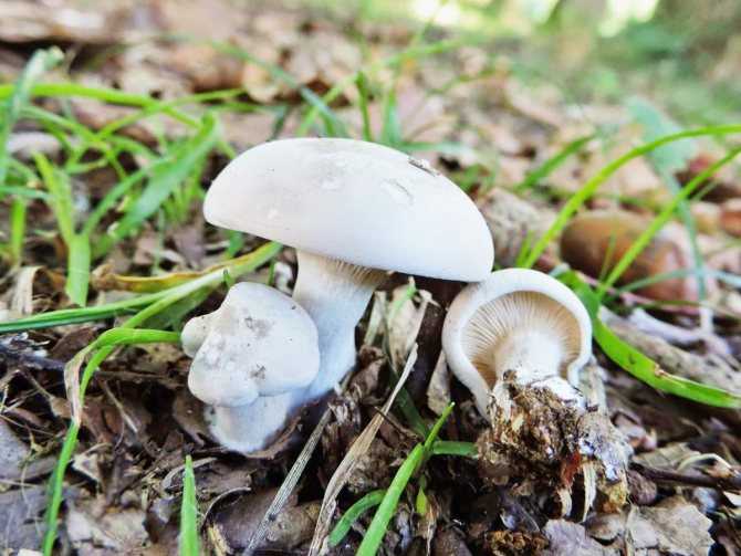 Химический состав мицелия грибов и его специфичность | статья в журнале «молодой ученый»