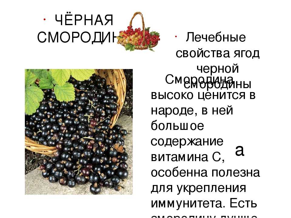Ежевика: сорта, выращивание, уход, использование ягод — викистрой