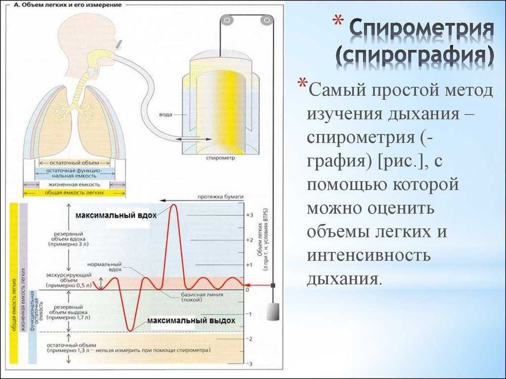 Спирография и спирометрия при бронхиальной астме