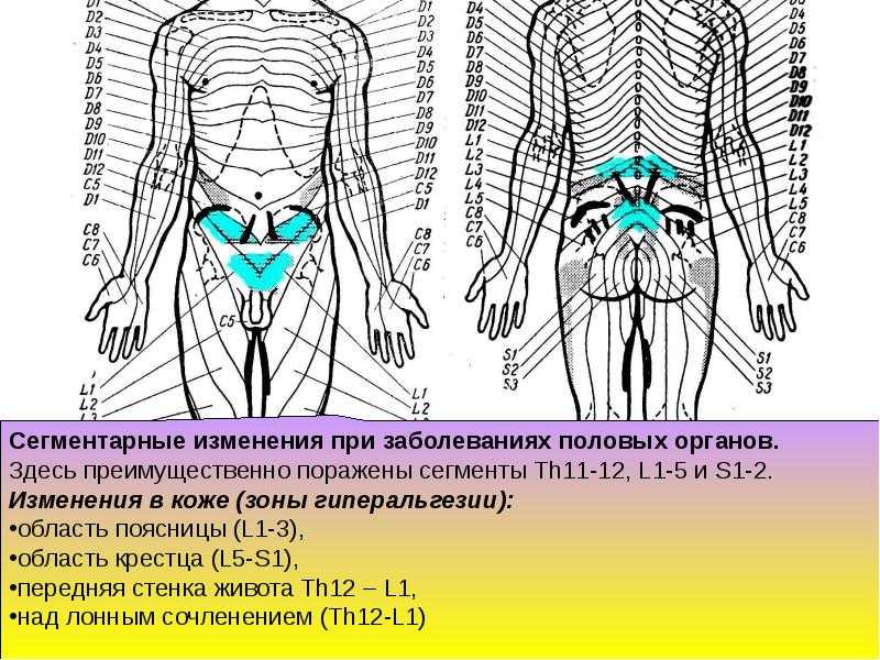 В каких случаях назначается сегментарный массаж Техника выполнения и приемы для облегчения состояния больного Для каких частей используется: позвоночника, спины, шейного, грудного отдела