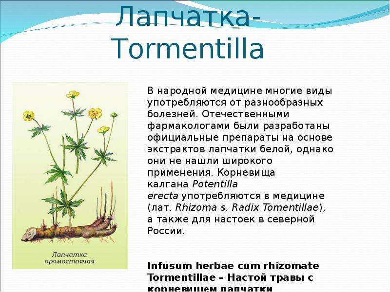 Лапчатка гусиная – луговое растение с универсальными свойствами
