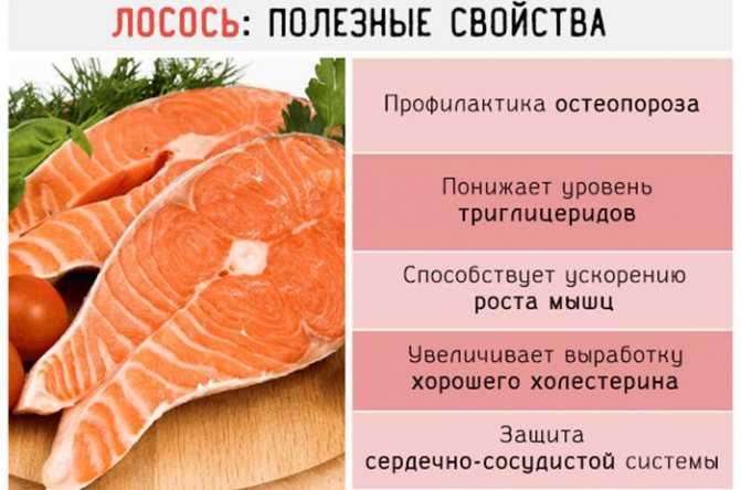Полезные и опасные свойства лосося для организма Содержание питательных веществ и калорийность Правила выбора и использование лосося в пищевой промышленности