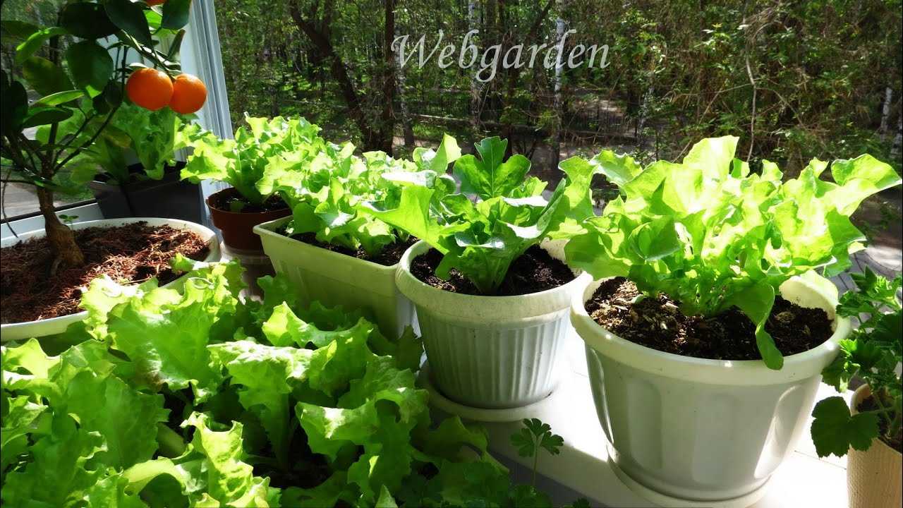 Выращивание салата ромэн семенным и рассадным способами